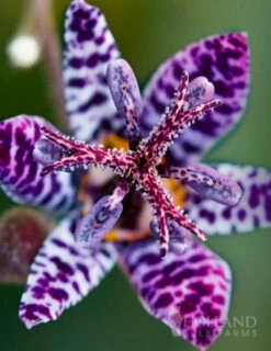 Menu Shady Nook Garden Collection -plant shop 77277 blue wonder toad lily 2 2