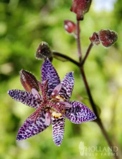 Menu Shady Nook Garden Collection -plant shop 77277 blue wonder toad lily 3