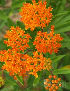 Menu Butterfly Weed 9 Menu Butterfly Weed -plant shop 77279 butterfly weed