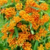 Menu Butterfly Weed -plant shop 77279 butterfly weed 3
