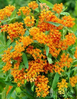 Menu Deer Resistant Sun Garden Collection -plant shop 77279 butterfly weed 3 3