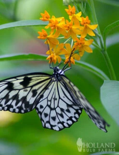 Menu Butterfly Weed 8 Menu Butterfly Weed -plant shop 77279 butterfly weed 4