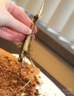 Menu Pollinator Pleaser Perennial Garden Collection 21 Menu Pollinator Pleaser Perennial Garden Collection -plant shop 77279 butterfly weed 5 1