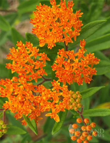 Menu Butterfly Weed 6 Menu Butterfly Weed - Image 4