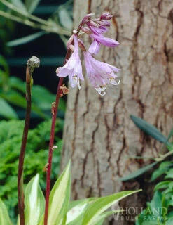 Menu Shady Nook Garden Collection -plant shop 77280 cherry berry hosta 2