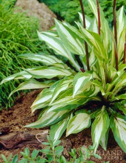 Menu Shady Nook Garden Collection -plant shop 77280 cherry berry hosta 4