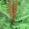 Menu Cinnamon Fern -plant shop 77282 cinnamon fern