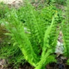 Menu Goldie's Giant Wood Fern -plant shop 77283 goldies giant wood fern