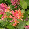 Menu Gold Flame Honeysuckle Vine -plant shop 77303 gold flame honeysuckle vine