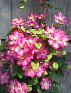 Menu Comtesse De Bouchaud Clematis