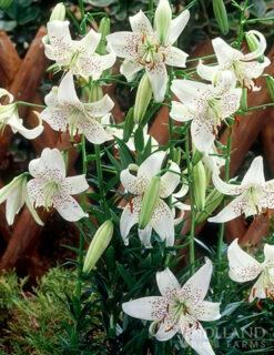 Menu White Tiger Lily -plant shop 77310 white tiger lily