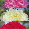 Menu Peony Collection 2 Menu Peony Collection -plant shop 77314 peony collection