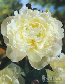 Menu Peony Collection -plant shop 77314 peony collection 2