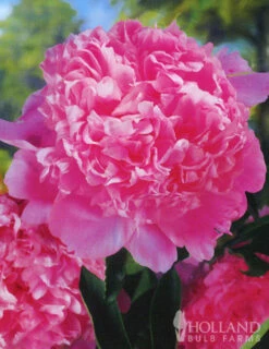 Menu Peony Collection -plant shop 77314 peony collection 3
