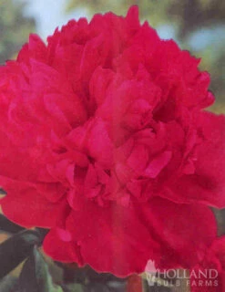 Menu Peony Collection -plant shop 77314 peony collection 4