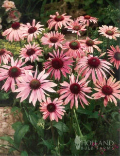 Menu Perennial Butterfly Garden Collection -plant shop 77330 perennial butterfly garden collection 4