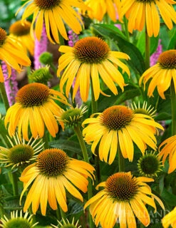 Menu Perennial Butterfly Garden Collection -plant shop 77330 perennial butterfly garden collection 5