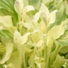 Menu White Feather Hosta 2 Menu White Feather Hosta -plant shop 77349 white feather hosta 2