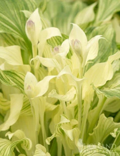 Menu White Feather Hosta
