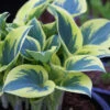 Menu First Frost Hosta 1 Menu First Frost Hosta -plant shop 77350 first frost hosta