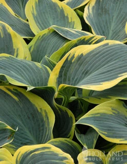 Menu First Frost Hosta -plant shop 77350 first frost hosta 4