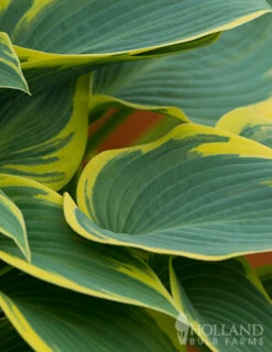 Menu First Frost Hosta -plant shop 77350 first frost hosta 5