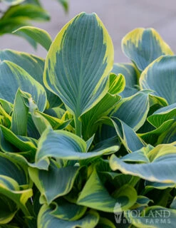 Menu First Frost Hosta -plant shop 77350 first frost hosta 6