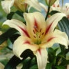 Menu Lavon Orienpet Lily -plant shop 77361 lavon orienpet lily
