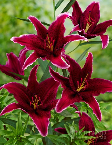 Menu Sumatra Oriental Lily 3 Menu Sumatra Oriental Lily