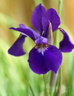 Menu Ruffled Velvet Siberian Iris