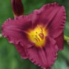 Menu Little Grapette Daylily -plant shop 77372 little grapette daylily