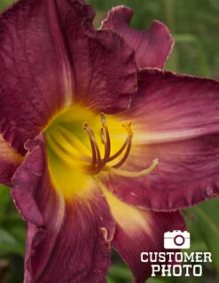 Menu Little Grapette Daylily -plant shop 77372 little grapette daylily 5