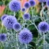 Menu Veitch's Blue Globe Thistle 2 Menu Veitch's Blue Globe Thistle -plant shop 77376 veitchs blue globe thistle