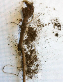 Menu Veitch's Blue Globe Thistle 7 Menu Veitch's Blue Globe Thistle -plant shop 77376 veitchs blue globe thistle 2