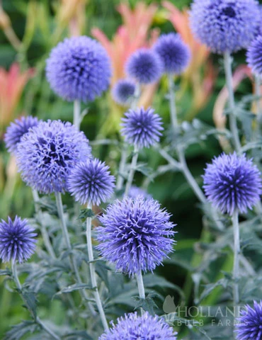 Menu Veitch's Blue Globe Thistle 3 Menu Veitch's Blue Globe Thistle