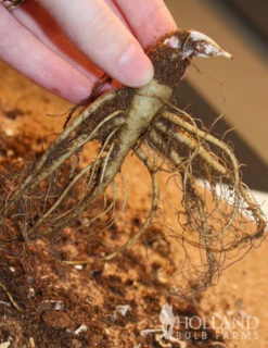 Menu Mixed Barlow Columbine 5 Menu Mixed Barlow Columbine -plant shop 77379 mixed barlow columbine 2