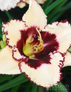 Menu Re-Blooming Daylily Collection -plant shop 77380 blueberry sundae daylily 1