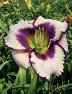 Menu Re-Blooming Daylily Collection -plant shop 77380 blueberry sundae daylily 2 1