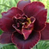 Menu Night Embers Daylily 2 Menu Night Embers Daylily -plant shop 77381 night embers daylily