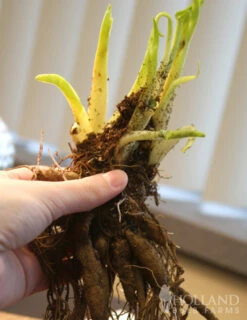 Menu Night Embers Daylily -plant shop 77381 night embers daylily 2