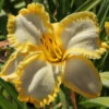 Menu First Knight Daylily -plant shop 77419 first knight daylily