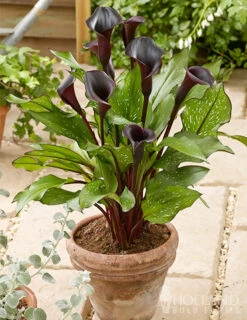 plant shop -plant shop 77420 black star calla lilies 1
