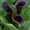 Menu Black Star Calla Lily -plant shop 77420 black star calla lily 1