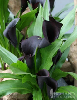 Menu Black Star Calla Lily 7 Menu Black Star Calla Lily -plant shop 77420 black star calla lily 2 1