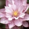Menu Proteus Double Flowering Clematis 2 Menu Proteus Double Flowering Clematis -plant shop 77432 proteus double flowering clematis