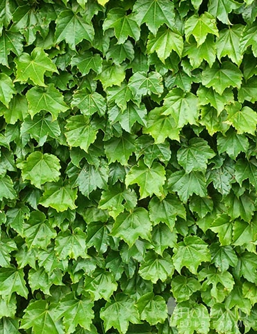 Menu Boston Ivy 4 Menu Boston Ivy - Image 2