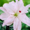 Menu Spring Pink Double Asiatic Lily -plant shop 77440 spring pink double asiatic lily