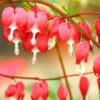 Menu Valentine Red Bleeding Heart -plant shop 77450