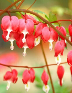 Menu Valentine Red Bleeding Heart