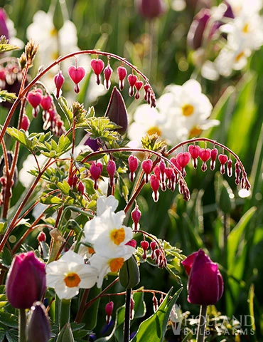 Menu Valentine Red Bleeding Heart 4 Menu Valentine Red Bleeding Heart - Image 2